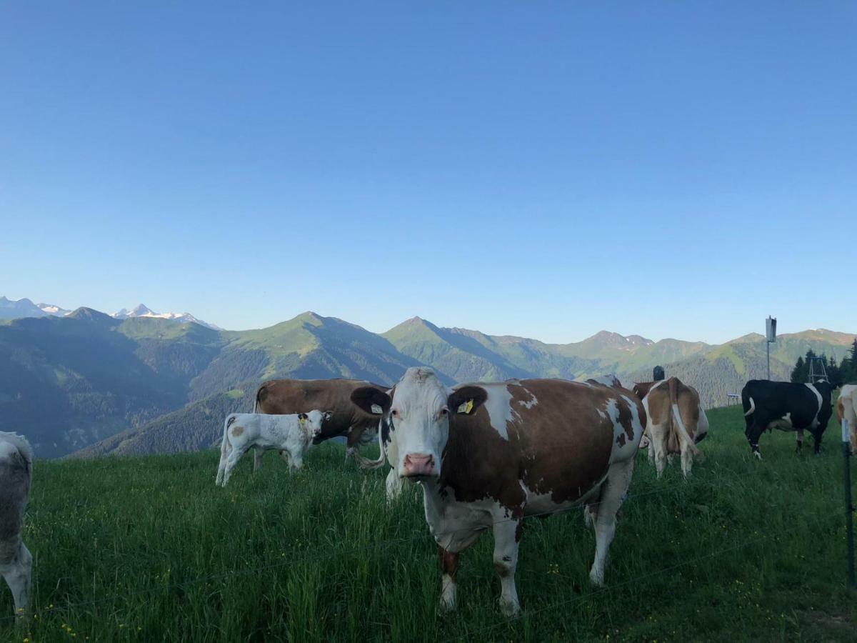 Familienbauernhof - Leogang Apartments Weissbacher 外观 照片